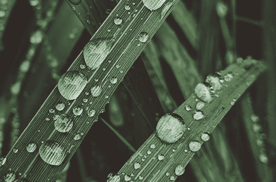 谷雨的优美句子大全80句