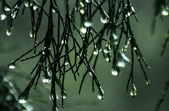 谷雨节气走心祝福句子