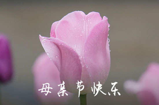 母亲节暖心祝福句子（140句经典）